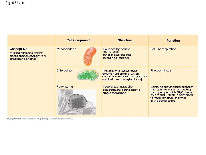 Fig. 6 -UN 1 c Cell Component Concept 6. 5 Structure Function Mitochondrion Bounded Fig. 6 -UN 1 c Cell Component Concept 6. 5 Structure Function Mitochondrion Bounded