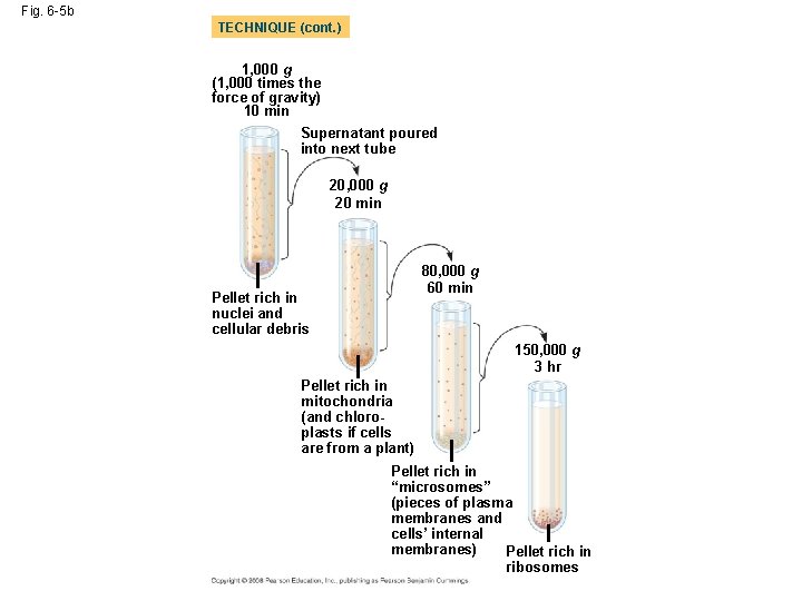 Fig. 6 -5 b TECHNIQUE (cont. ) 1, 000 g (1, 000 times the Fig. 6 -5 b TECHNIQUE (cont. ) 1, 000 g (1, 000 times the