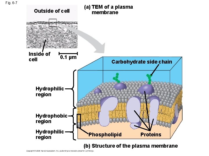 Fig. 6 -7 Outside of cell Inside of cell 0. 1 µm (a) TEM Fig. 6 -7 Outside of cell Inside of cell 0. 1 µm (a) TEM