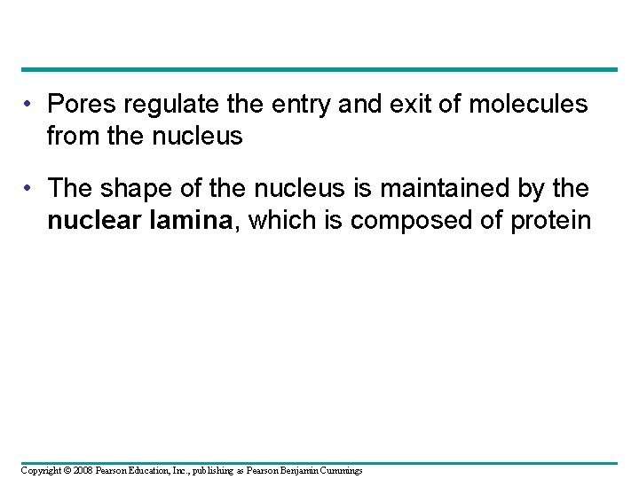 • Pores regulate the entry and exit of molecules from the nucleus • • Pores regulate the entry and exit of molecules from the nucleus •