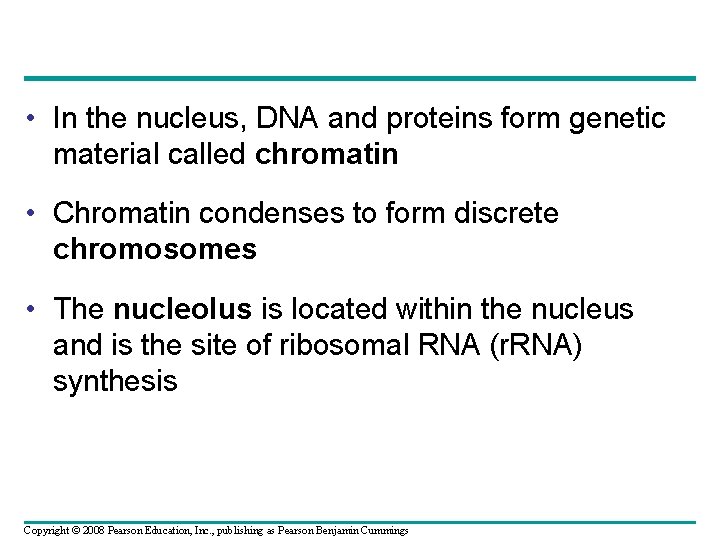 • In the nucleus, DNA and proteins form genetic material called chromatin • • In the nucleus, DNA and proteins form genetic material called chromatin •