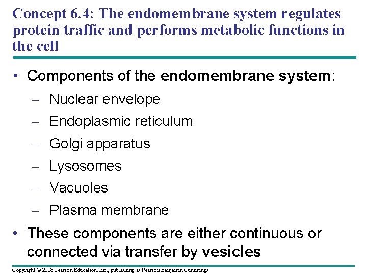 Concept 6. 4: The endomembrane system regulates protein traffic and performs metabolic functions in Concept 6. 4: The endomembrane system regulates protein traffic and performs metabolic functions in