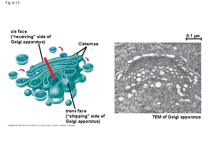 Fig. 6 -13 cis face (“receiving” side of Golgi apparatus) 0. 1 µm Cisternae Fig. 6 -13 cis face (“receiving” side of Golgi apparatus) 0. 1 µm Cisternae