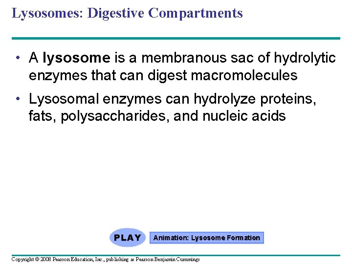 Lysosomes: Digestive Compartments • A lysosome is a membranous sac of hydrolytic enzymes that Lysosomes: Digestive Compartments • A lysosome is a membranous sac of hydrolytic enzymes that
