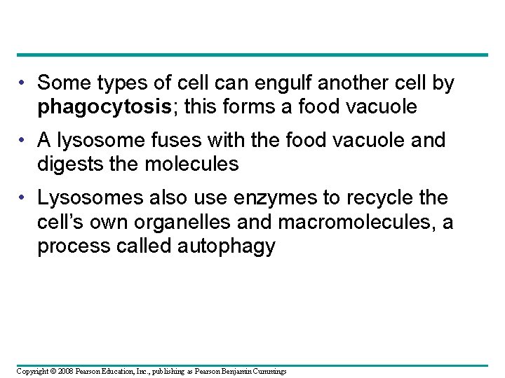 • Some types of cell can engulf another cell by phagocytosis; this forms • Some types of cell can engulf another cell by phagocytosis; this forms