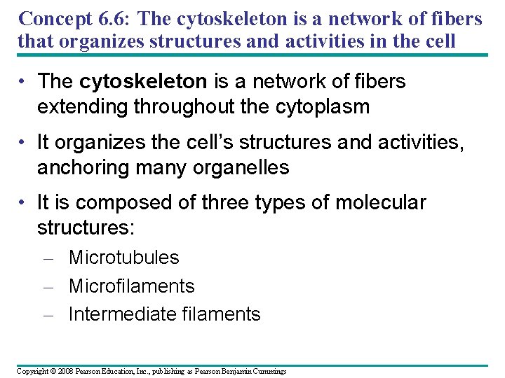 Concept 6. 6: The cytoskeleton is a network of fibers that organizes structures and Concept 6. 6: The cytoskeleton is a network of fibers that organizes structures and
