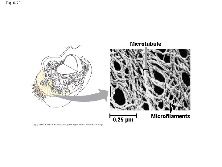 Fig. 6 -20 Microtubule 0. 25 µm Microfilaments Fig. 6 -20 Microtubule 0. 25 µm Microfilaments