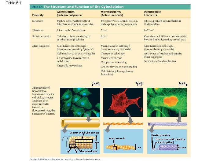 Table 6 -1 10 µm Column of tubulin dimers Keratin proteins Actin subunit Fibrous Table 6 -1 10 µm Column of tubulin dimers Keratin proteins Actin subunit Fibrous
