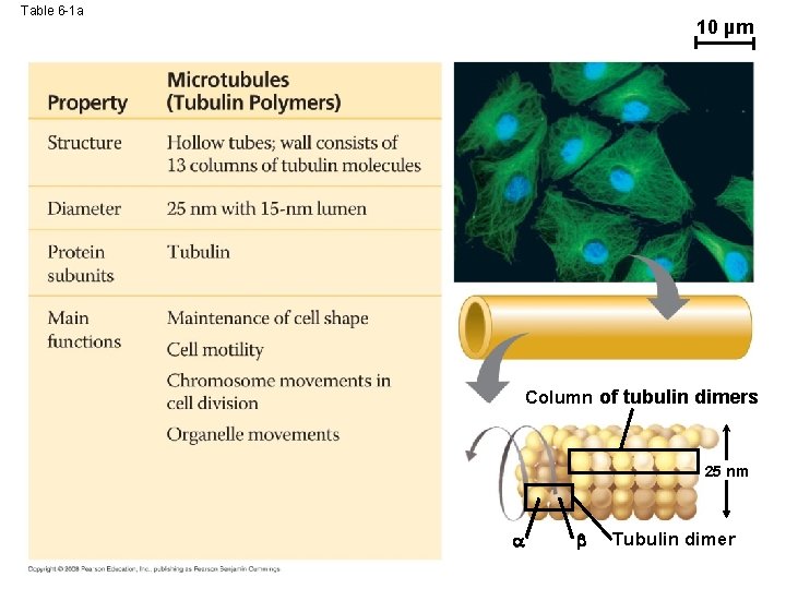 Table 6 -1 a 10 µm Column of tubulin dimers 25 nm Tubulin dimer Table 6 -1 a 10 µm Column of tubulin dimers 25 nm Tubulin dimer