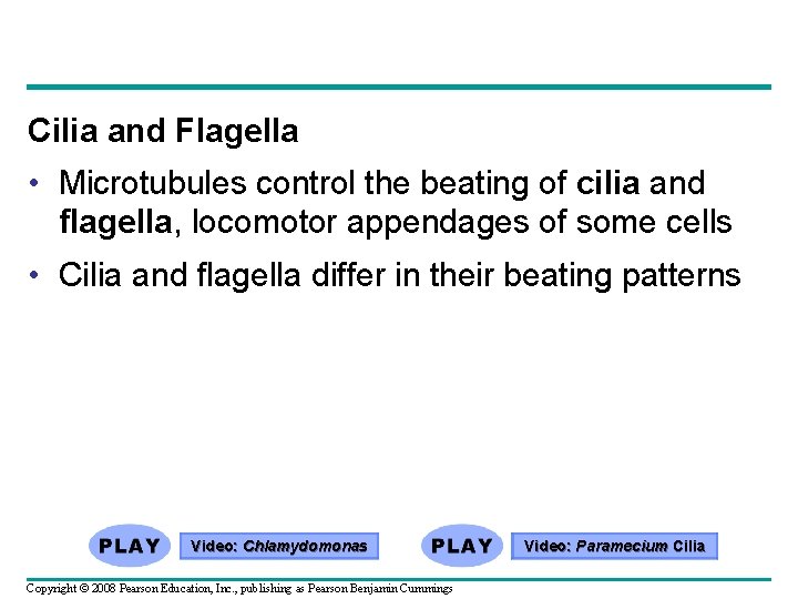 Cilia and Flagella • Microtubules control the beating of cilia and flagella, locomotor appendages Cilia and Flagella • Microtubules control the beating of cilia and flagella, locomotor appendages