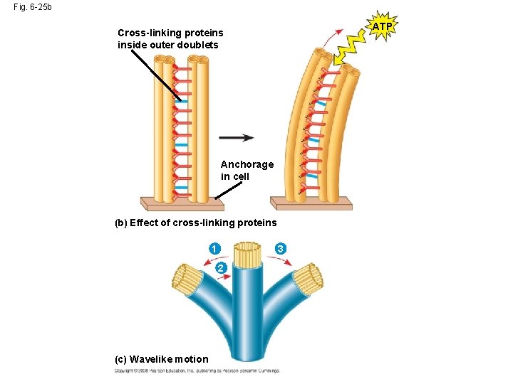 Fig. 6 -25 b ATP Cross-linking proteins inside outer doublets Anchorage in cell (b) Fig. 6 -25 b ATP Cross-linking proteins inside outer doublets Anchorage in cell (b)