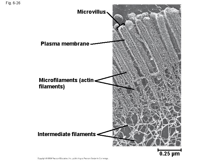 Fig. 6 -26 Microvillus Plasma membrane Microfilaments (actin filaments) Intermediate filaments 0. 25 µm Fig. 6 -26 Microvillus Plasma membrane Microfilaments (actin filaments) Intermediate filaments 0. 25 µm