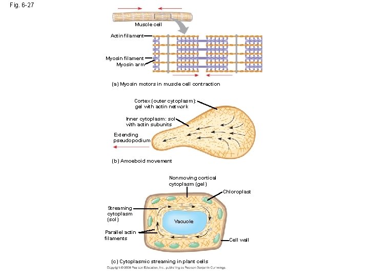 Fig. 6 -27 Muscle cell Actin filament Myosin arm (a) Myosin motors in muscle Fig. 6 -27 Muscle cell Actin filament Myosin arm (a) Myosin motors in muscle