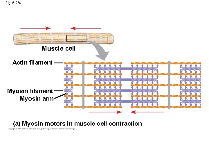 Fig, 6 -27 a Muscle cell Actin filament Myosin arm (a) Myosin motors in Fig, 6 -27 a Muscle cell Actin filament Myosin arm (a) Myosin motors in