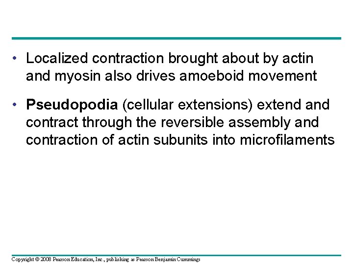 • Localized contraction brought about by actin and myosin also drives amoeboid movement • Localized contraction brought about by actin and myosin also drives amoeboid movement