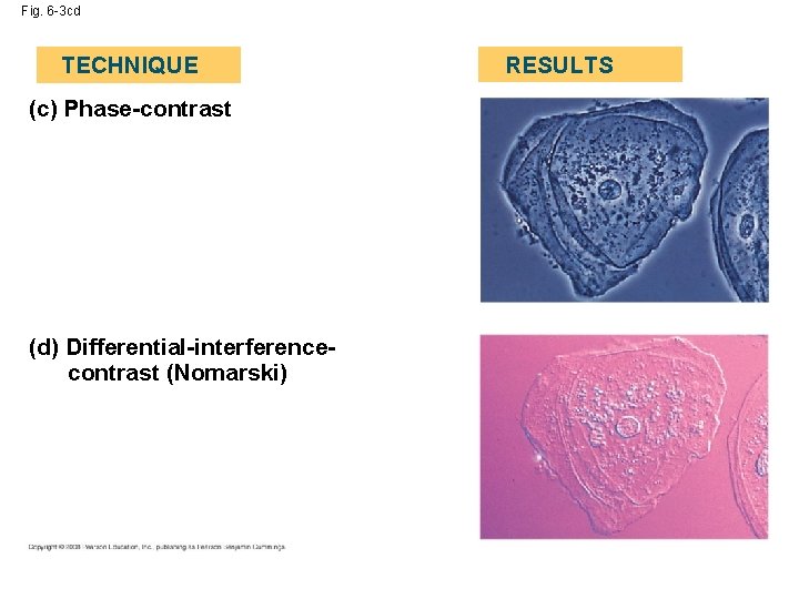 Fig. 6 -3 cd TECHNIQUE (c) Phase-contrast (d) Differential-interferencecontrast (Nomarski) RESULTS Fig. 6 -3 cd TECHNIQUE (c) Phase-contrast (d) Differential-interferencecontrast (Nomarski) RESULTS