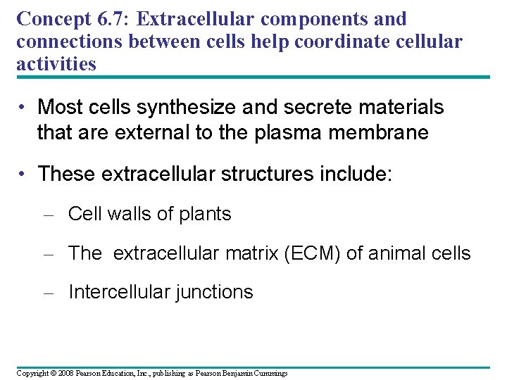 Concept 6. 7: Extracellular components and connections between cells help coordinate cellular activities • Concept 6. 7: Extracellular components and connections between cells help coordinate cellular activities •
