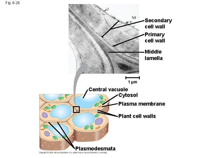 Fig. 6 -28 Secondary cell wall Primary cell wall Middle lamella 1 µm Central Fig. 6 -28 Secondary cell wall Primary cell wall Middle lamella 1 µm Central