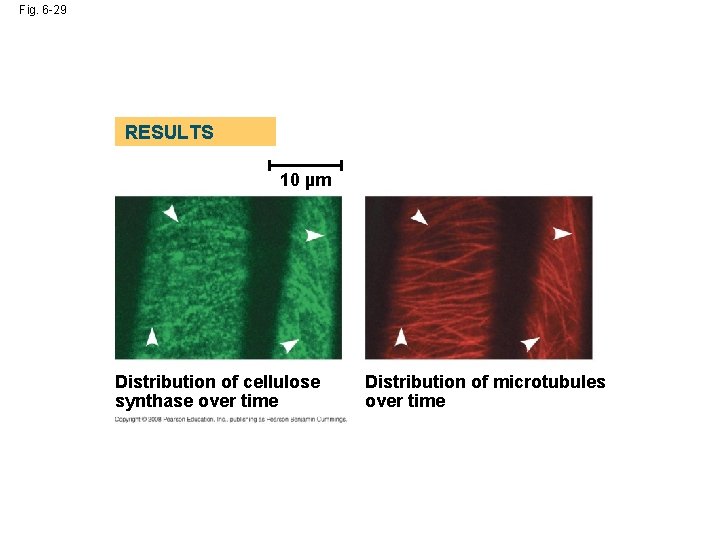 Fig. 6 -29 RESULTS 10 µm Distribution of cellulose synthase over time Distribution of Fig. 6 -29 RESULTS 10 µm Distribution of cellulose synthase over time Distribution of