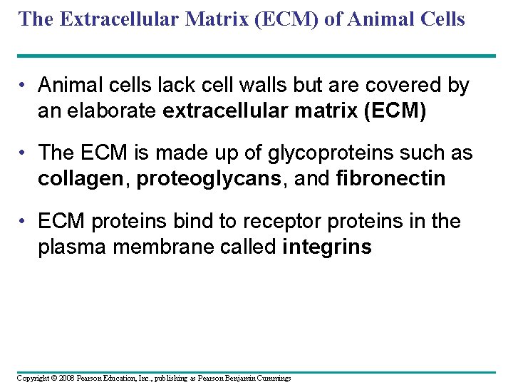 The Extracellular Matrix (ECM) of Animal Cells • Animal cells lack cell walls but The Extracellular Matrix (ECM) of Animal Cells • Animal cells lack cell walls but