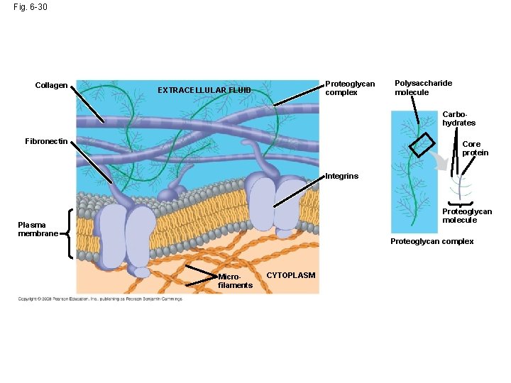 Fig. 6 -30 Collagen Proteoglycan complex EXTRACELLULAR FLUID Polysaccharide molecule Carbohydrates Fibronectin Core protein Fig. 6 -30 Collagen Proteoglycan complex EXTRACELLULAR FLUID Polysaccharide molecule Carbohydrates Fibronectin Core protein