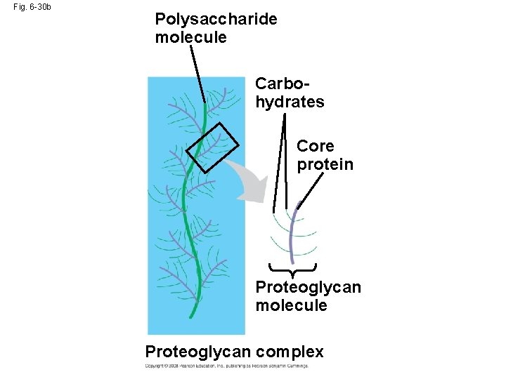 Fig. 6 -30 b Polysaccharide molecule Carbohydrates Core protein Proteoglycan molecule Proteoglycan complex Fig. 6 -30 b Polysaccharide molecule Carbohydrates Core protein Proteoglycan molecule Proteoglycan complex