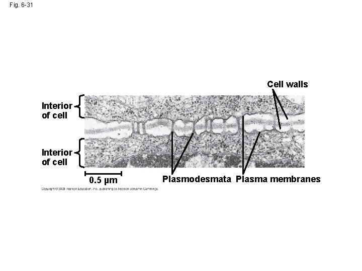 Fig. 6 -31 Cell walls Interior of cell 0. 5 µm Plasmodesmata Plasma membranes Fig. 6 -31 Cell walls Interior of cell 0. 5 µm Plasmodesmata Plasma membranes