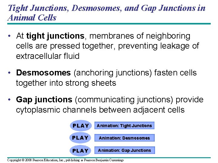 Tight Junctions, Desmosomes, and Gap Junctions in Animal Cells • At tight junctions, membranes Tight Junctions, Desmosomes, and Gap Junctions in Animal Cells • At tight junctions, membranes