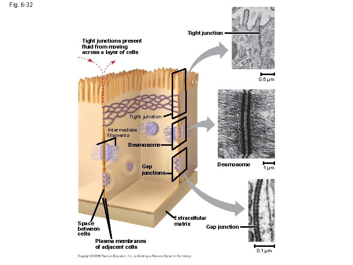 Fig. 6 -32 Tight junctions prevent fluid from moving across a layer of cells Fig. 6 -32 Tight junctions prevent fluid from moving across a layer of cells