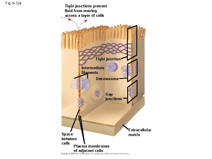 Fig. 6 -32 a Tight junctions prevent fluid from moving across a layer of Fig. 6 -32 a Tight junctions prevent fluid from moving across a layer of