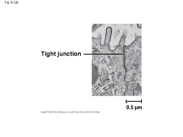 Fig. 6 -32 b Tight junction 0. 5 µm Fig. 6 -32 b Tight junction 0. 5 µm