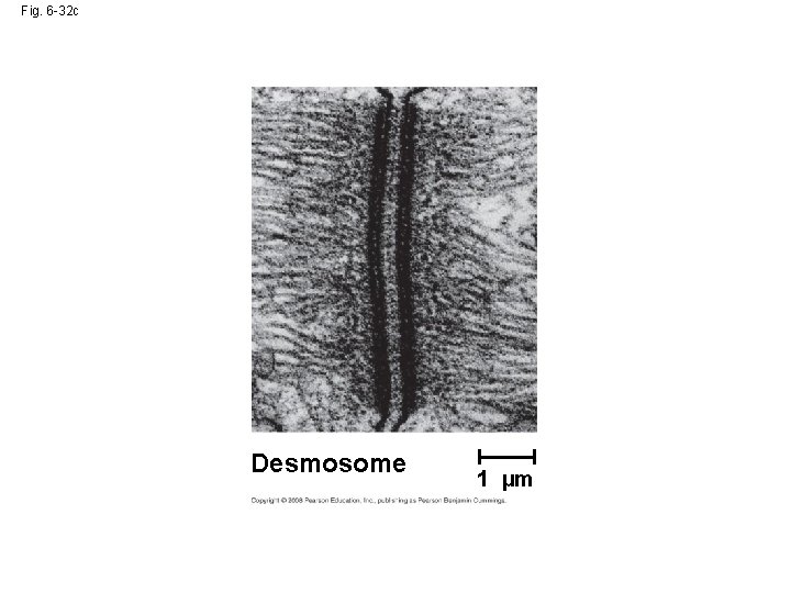 Fig. 6 -32 c Desmosome 1 µm Fig. 6 -32 c Desmosome 1 µm