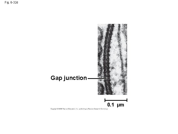 Fig. 6 -32 d Gap junction 0. 1 µm Fig. 6 -32 d Gap junction 0. 1 µm