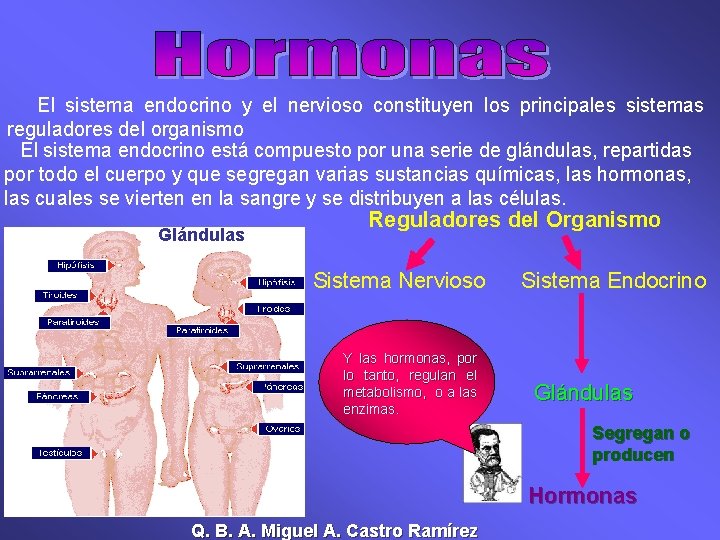 El sistema endocrino y el nervioso constituyen los principales sistemas reguladores del organismo El