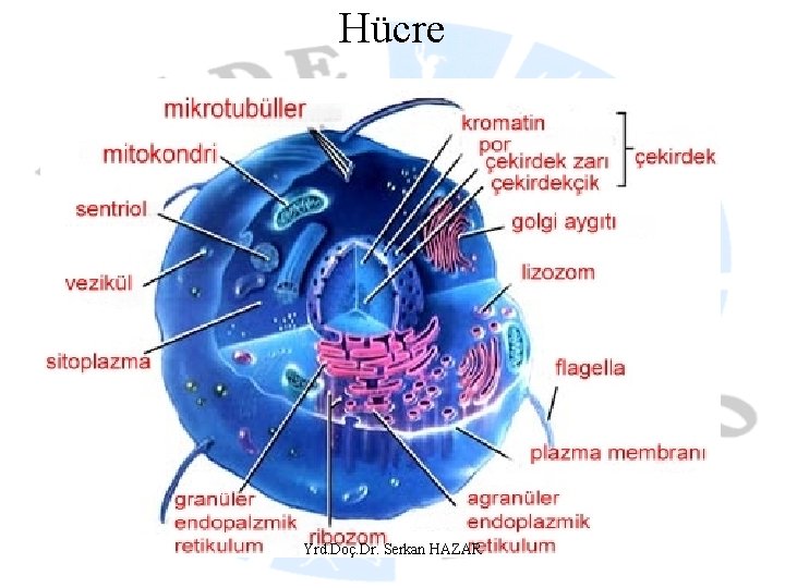 Hücre Yrd. Doç. Dr. Serkan HAZAR 