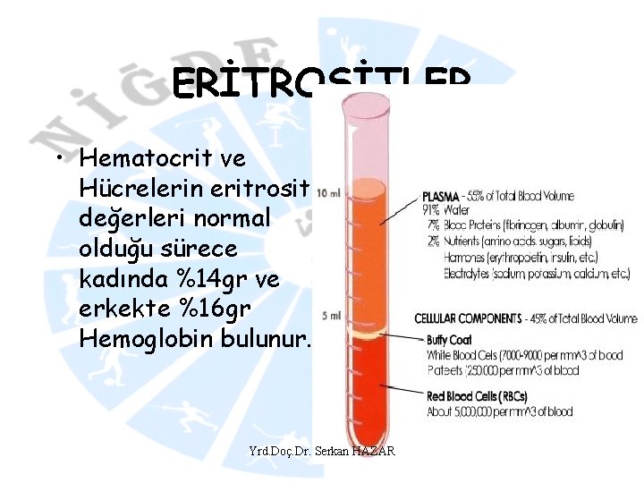 ERİTROSİTLER • Hematocrit ve Hücrelerin eritrosit değerleri normal olduğu sürece kadında %14 gr ve