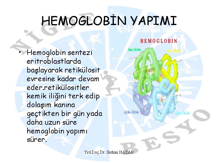 HEMOGLOBİN YAPIMI • Hemoglobin sentezi eritroblastlarda başlayarak retikülosit evresine kadar devam eder. retikülositler kemik