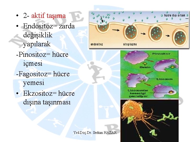  • 2 - aktif taşıma • Endositoz= zarda değişiklik yapılarak -Pinositoz= hücre içmesi