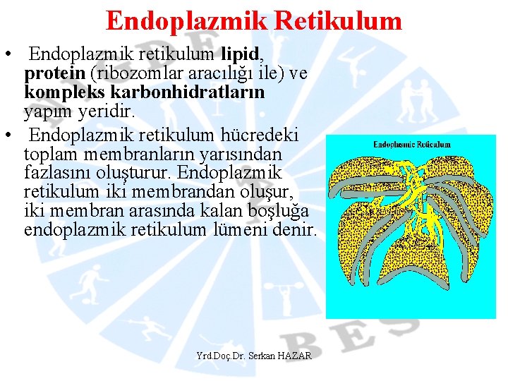 Endoplazmik Retikulum • Endoplazmik retikulum lipid, protein (ribozomlar aracılığı ile) ve kompleks karbonhidratların yapım