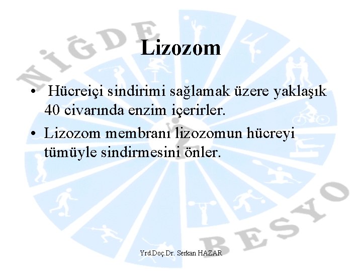 Lizozom • Hücreiçi sindirimi sağlamak üzere yaklaşık 40 civarında enzim içerirler. • Lizozom membranı