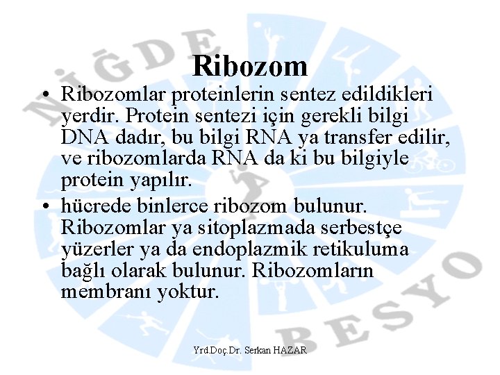 Ribozom • Ribozomlar proteinlerin sentez edildikleri yerdir. Protein sentezi için gerekli bilgi DNA dadır,