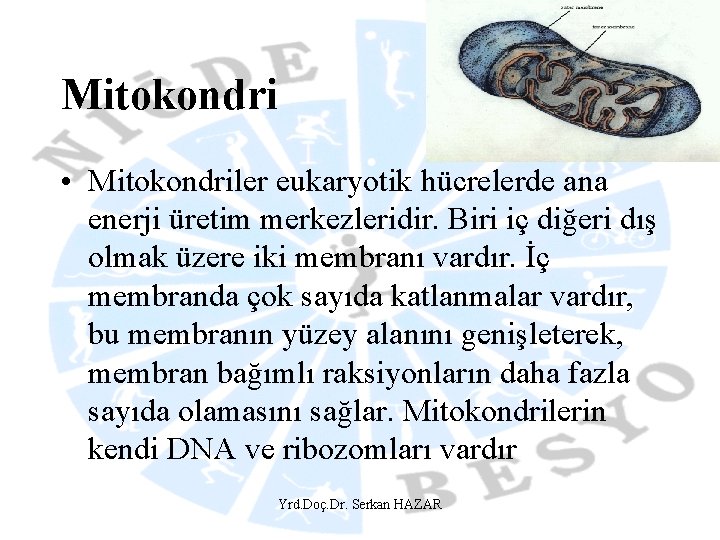 Mitokondri • Mitokondriler eukaryotik hücrelerde ana enerji üretim merkezleridir. Biri iç diğeri dış olmak