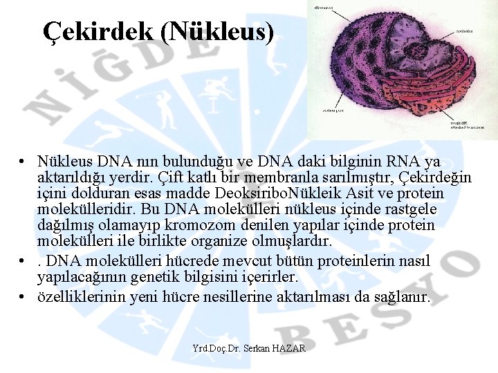 Çekirdek (Nükleus) • Nükleus DNA nın bulunduğu ve DNA daki bilginin RNA ya aktarıldığı