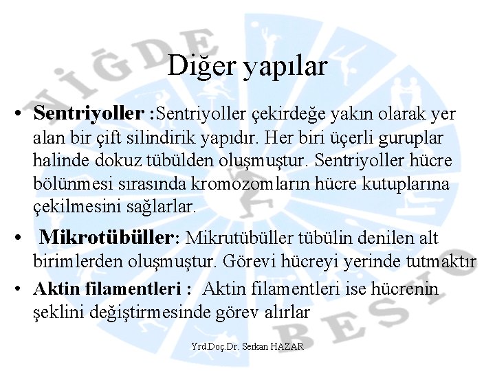 Diğer yapılar • Sentriyoller : Sentriyoller çekirdeğe yakın olarak yer alan bir çift silindirik