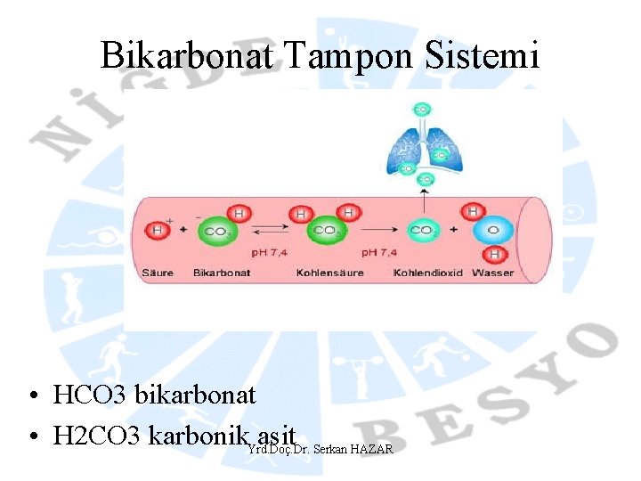 Bikarbonat Tampon Sistemi • HCO 3 bikarbonat • H 2 CO 3 karbonik. Yrd.