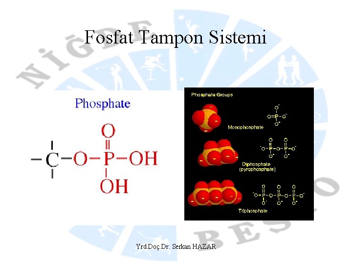 Fosfat Tampon Sistemi Yrd. Doç. Dr. Serkan HAZAR 