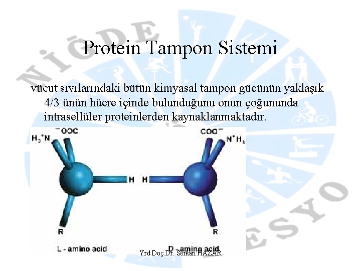 Protein Tampon Sistemi vücut sıvılarındaki bütün kimyasal tampon gücünün yaklaşık 4/3 ünün hücre içinde