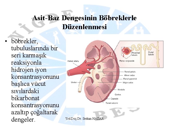 Asit-Baz Dengesinin Böbreklerle Düzenlenmesi • böbrekler, tubuluslarında bir seri karmaşık reaksiyonla hidrojen iyon konsantrasyonunu