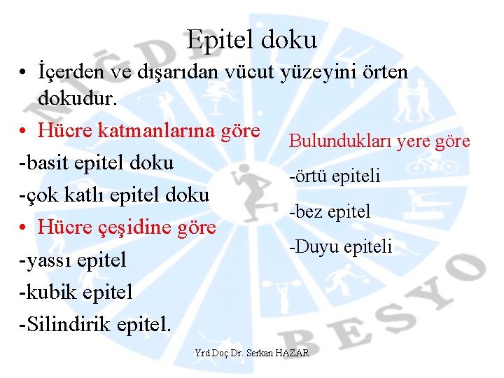 Epitel doku • İçerden ve dışarıdan vücut yüzeyini örten dokudur. • Hücre katmanlarına göre