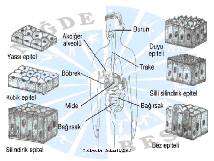 Yrd. Doç. Dr. Serkan HAZAR 